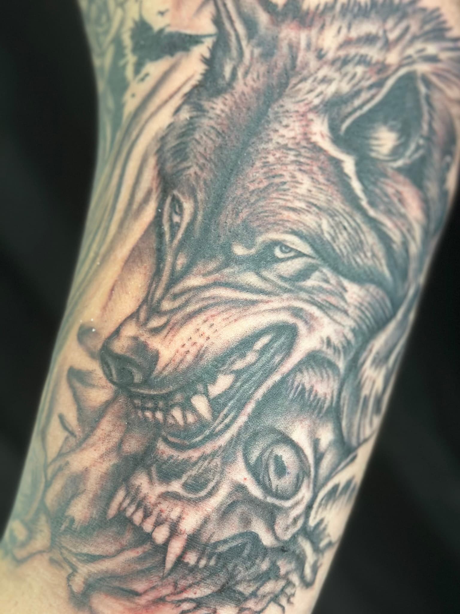 Realism wolf with skull tattoo by Isaac Mackenzie, Aiea Oahu